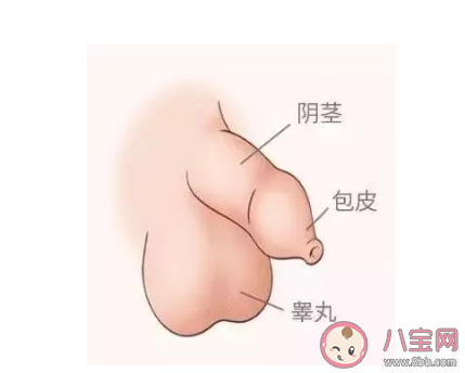 男孩身體器官結構構成 男孩生殖器官怎么進行護理 男孩身體器官結構構成 男孩生殖器官怎么進行護理