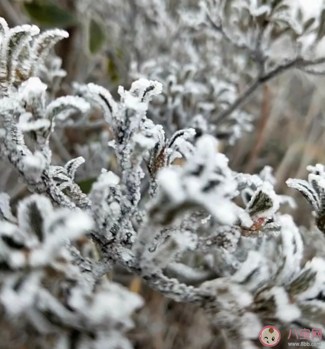 2019今日大雪的祝福 今日大雪發(fā)什么說(shuō)說(shuō)朋友圈