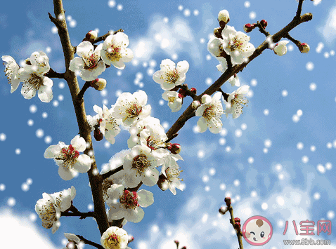 2019大雪節氣微信群發祝福語大全 大雪節氣微信朋友圈問候語說說