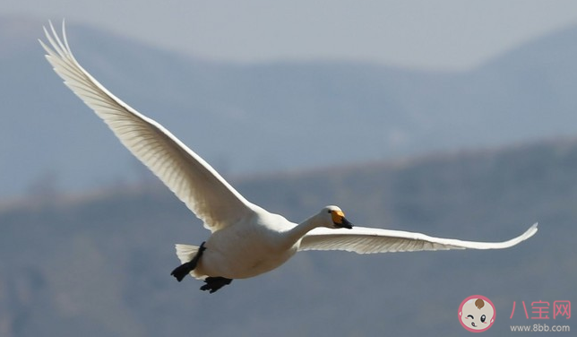 風浪沒平息我宣告奔跑的意義是什么歌 《飛》王恩信完整版歌詞在線試聽