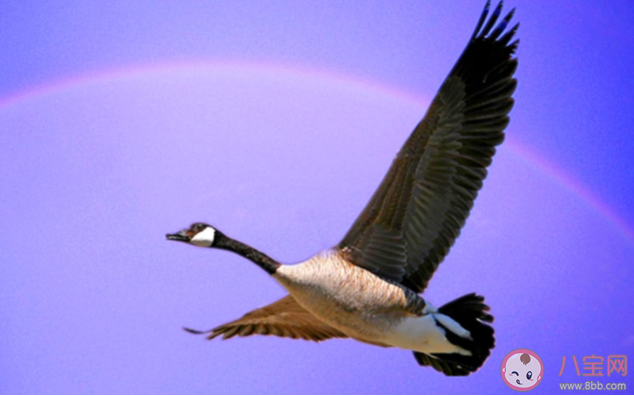 風浪沒平息我宣告奔跑的意義是什么歌 《飛》王恩信完整版歌詞在線試聽