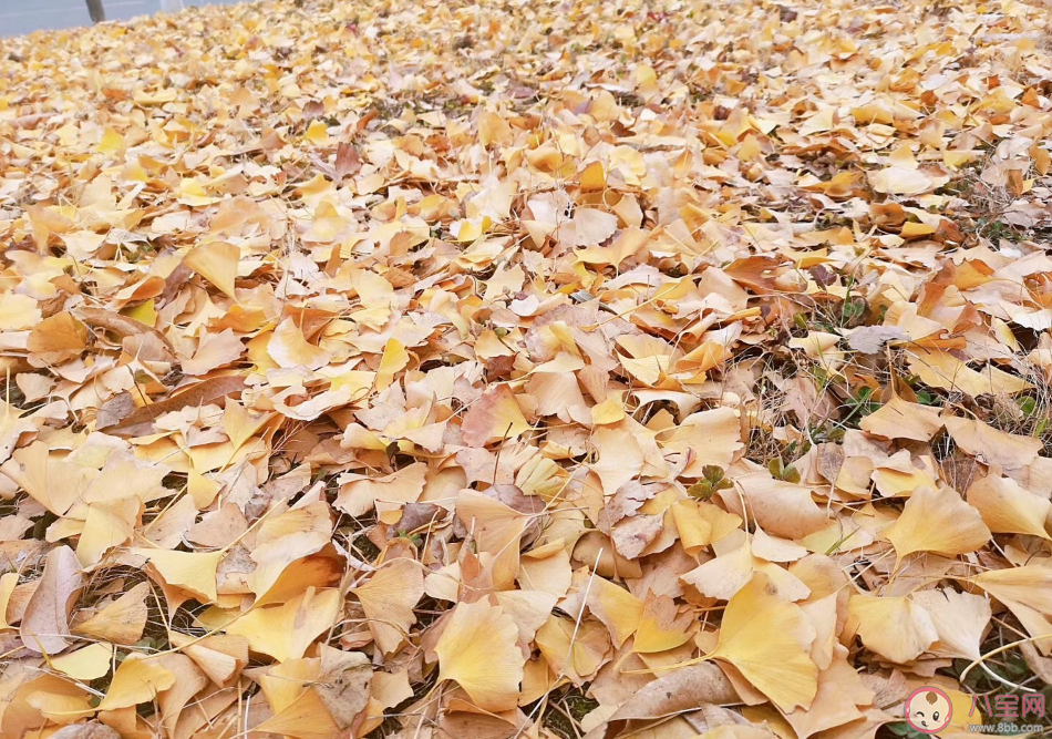 暖冬的說說心情短語 暖冬的唯美句子感慨2020 暖冬的說說心情短語 暖冬的唯美句子感慨2020