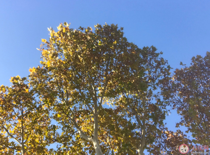 今年是暖冬感慨心情 今年是暖冬的說說句子2020 今年是暖冬感慨心情 今年是暖冬的說說句子2020