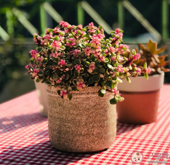 2020元旦節一個過傷感說說 一個人過元旦朋友圈圖片句子