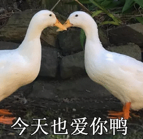duck不必表情包圖片 duck不必表情包原圖