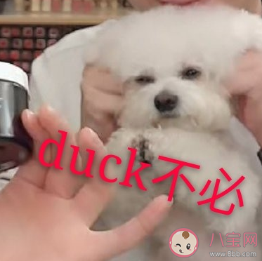 duck不必類似的梗 duck不必怎么回