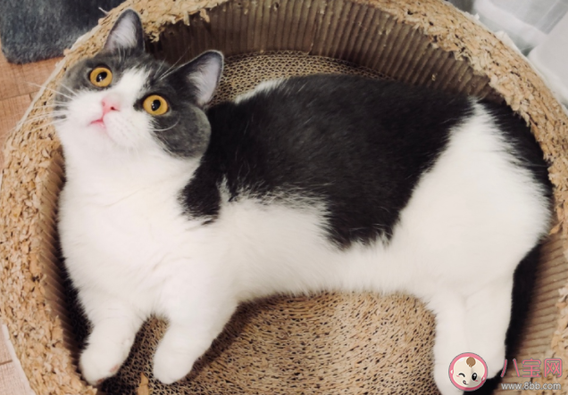 你堅果腿是什么意思 你堅果腿梗的出處是什么