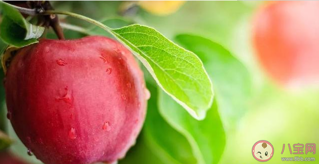 平安夜吃蘋果的朋友圈心情說說 平安夜吃蘋果的說說句子 平安夜吃蘋果的朋友圈心情說說 平安夜吃蘋果的說說句子