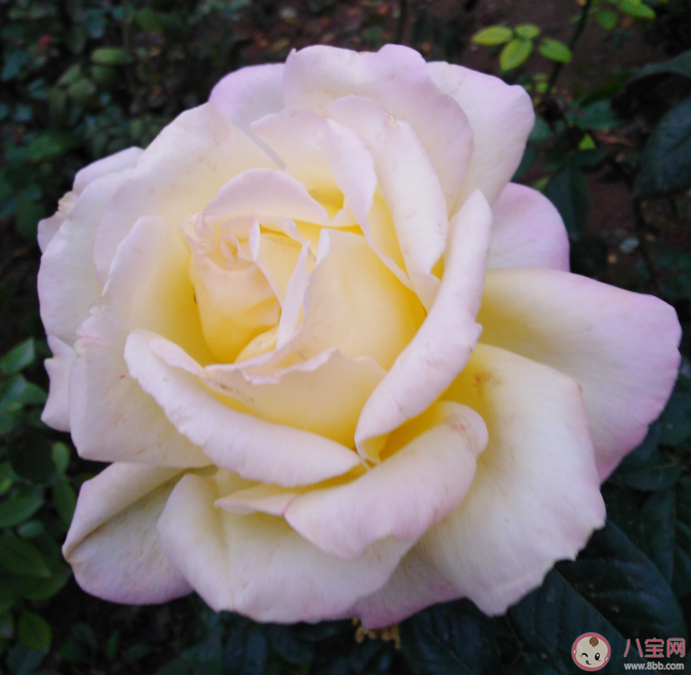 2019即將過去的句子說說 2019即將過去發(fā)什么說說朋友圈