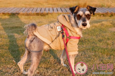 養(yǎng)寵物有多花錢 養(yǎng)只寵物的日常花費 養(yǎng)寵物有多花錢 養(yǎng)只寵物的日常花費