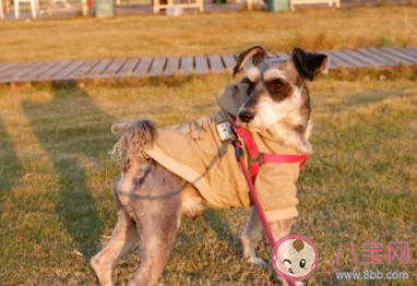 養(yǎng)寵物有多花錢 養(yǎng)只寵物的日常花費 養(yǎng)寵物有多花錢 養(yǎng)只寵物的日常花費