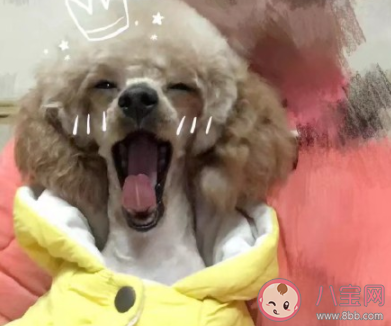 養(yǎng)寵物有多花錢 養(yǎng)只寵物的日常花費 養(yǎng)寵物有多花錢 養(yǎng)只寵物的日常花費