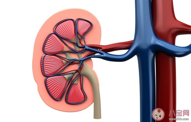 男性性功能下降是腎虛嗎 男性腎虛有什么癥狀 男性性功能下降是腎虛嗎 男性腎虛有什么癥狀