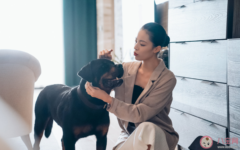 寵愛電影寵物都是什么品種 寵愛電影里面有哪些寵物 寵愛電影寵物都是什么品種 寵愛電影里面有哪些寵物