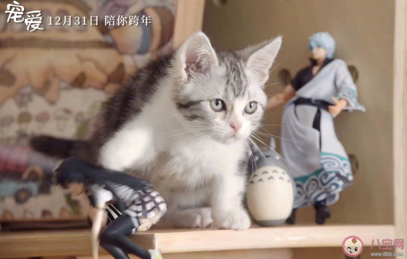 寵愛電影寵物都是什么品種 寵愛電影里面有哪些寵物 寵愛電影寵物都是什么品種 寵愛電影里面有哪些寵物