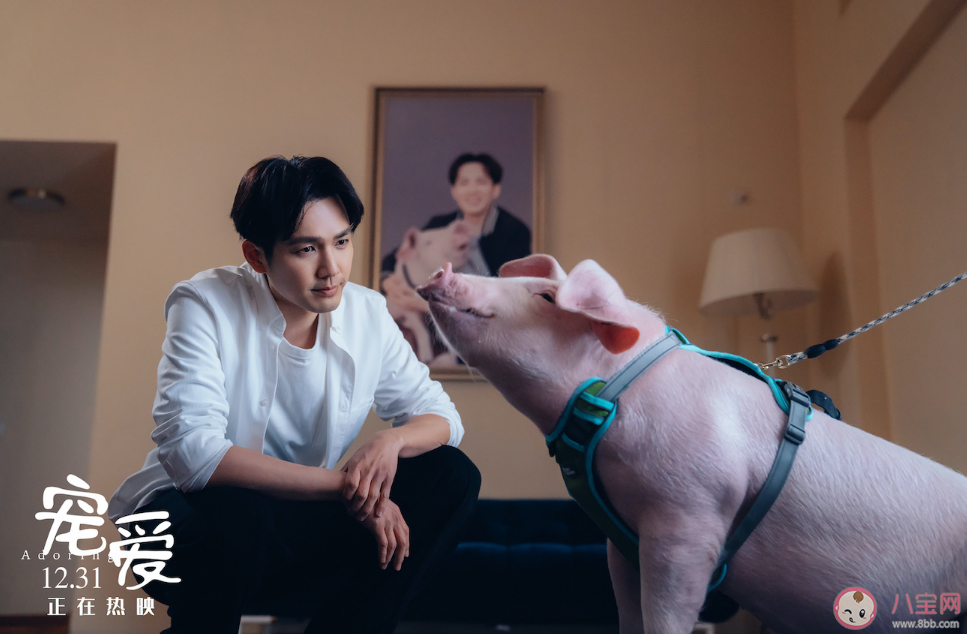 寵愛電影寵物都是什么品種 寵愛電影里面有哪些寵物 寵愛電影寵物都是什么品種 寵愛電影里面有哪些寵物