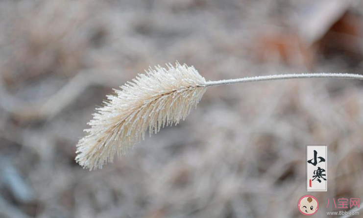 2020小寒節氣的順口溜諺語大全 與小寒節氣有關的諺語盤點