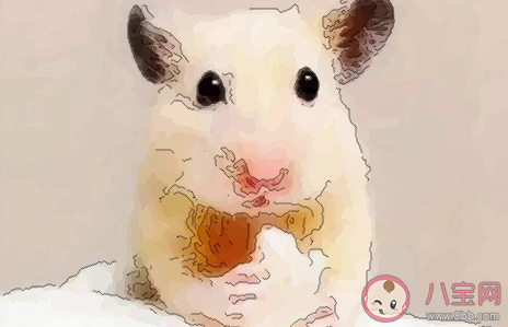 2020鼠年是金鼠嗎 哪個月金鼠寶寶有福氣