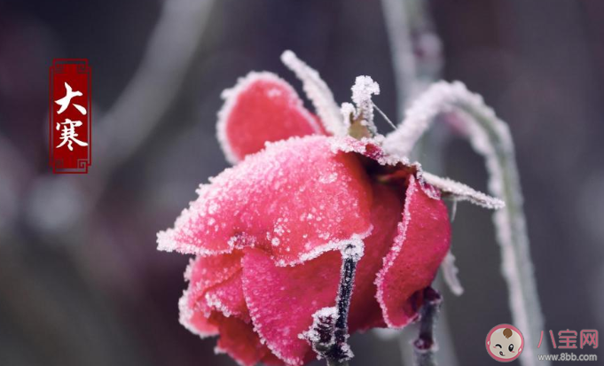 2020大寒節(jié)氣順口溜諺語大全 大寒節(jié)氣有哪些順口溜農(nóng)諺