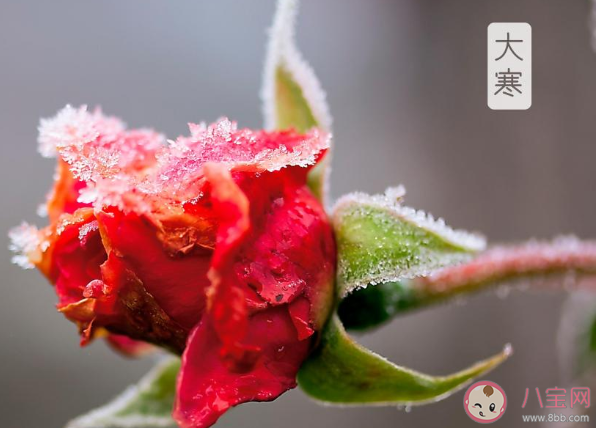 2020大寒早安心語(yǔ)文案句子帶圖 大寒節(jié)氣早安朋友圈說(shuō)說(shuō)祝福語(yǔ)