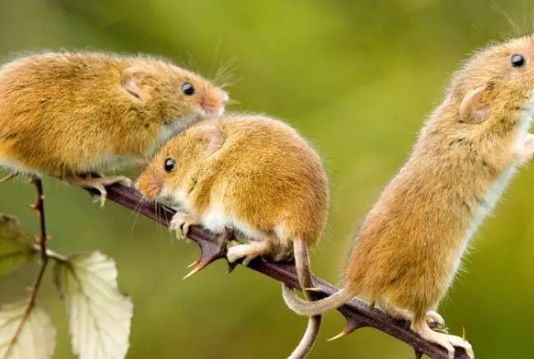 2020生鼠寶寶備孕時間表 生鼠寶寶的最晚時間