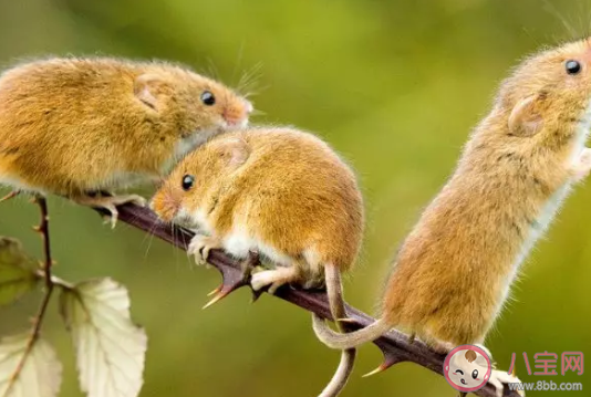 2020生個(gè)鼠寶寶心情感慨 生下鼠寶寶高興說說