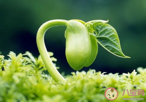 2020立春養(yǎng)生食譜大全 立春養(yǎng)生菜譜制作方法