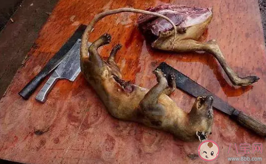 新型冠狀病毒來源哪里 吃野生動物的危害是什么