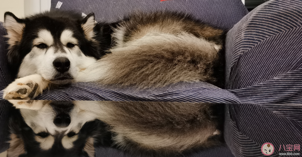 疫情期間情緒容易崩潰怎么辦 怎么緩解疫情期間的情緒焦躁