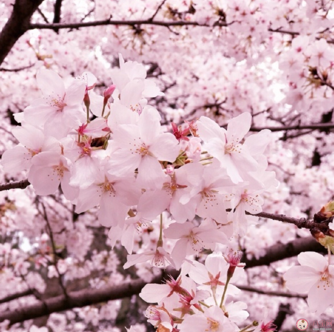 沒有一個春天不會到來文案說說 沒有一個春天不會到來心情感言句子 沒有一個春天不會到來文案說說 沒有一個春天不會到來心情感言句子