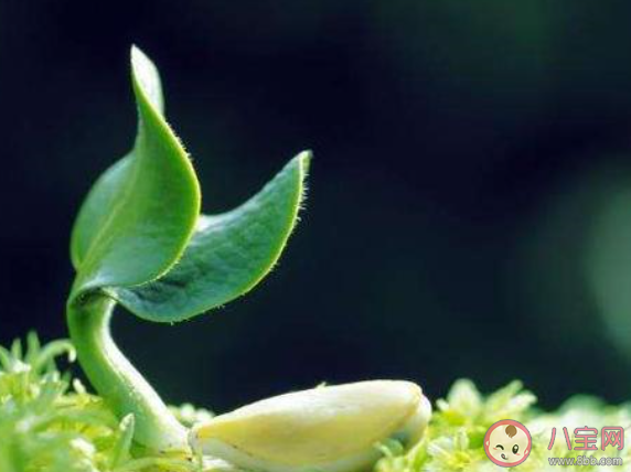 雙春年有什么說法含義 2020年雙春年要注意些什么