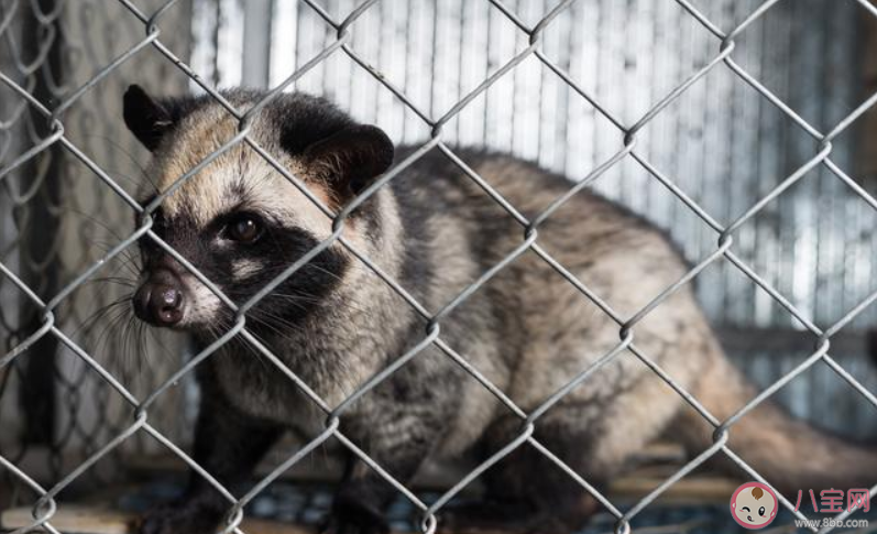 2020拒食野生動物倡議書模板 保護野生動物倡議書模板內容