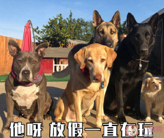 在家抗疫一天被罵八百回是怎么回事 在家抗疫一天被罵八百回是什么情況