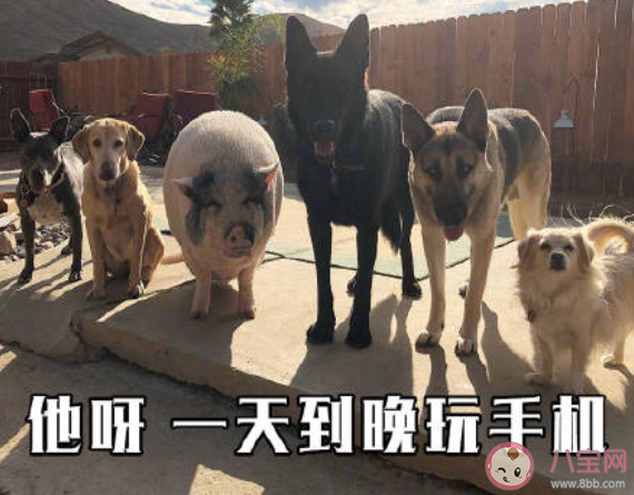 在家抗疫一天被罵八百回是怎么回事 在家抗疫一天被罵八百回是什么情況