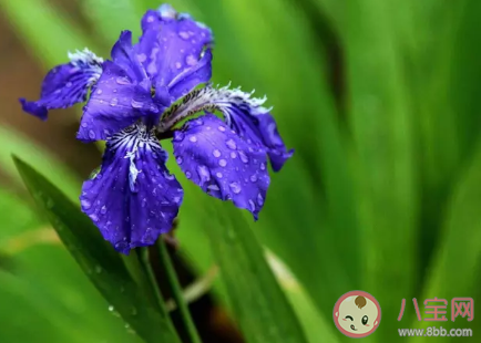 關于雨水節氣的諺語有哪些 雨水節氣諺語大全 關于雨水節氣的諺語有哪些 雨水節氣諺語大全