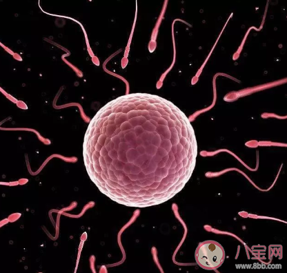 受精卵著床子宮會疼嗎 受精卵著床會有什么感覺2020