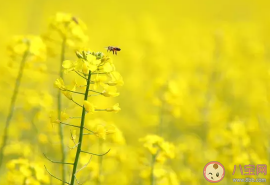 二月二龍抬頭手抄報大全 簡單好看的手抄報模板圖片