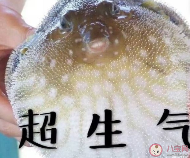 河豚精是什么意思什么梗 河豚精梗的出處介紹 河豚精是什么意思什么梗 河豚精梗的出處介紹