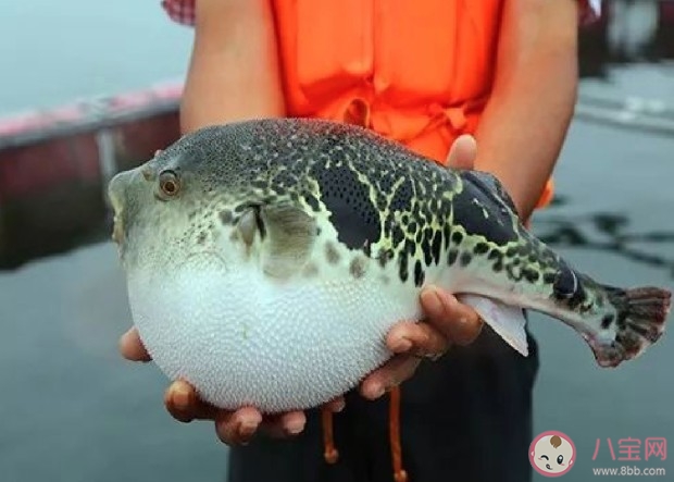 河豚精是什么意思什么梗 河豚精梗的出處介紹 河豚精是什么意思什么梗 河豚精梗的出處介紹