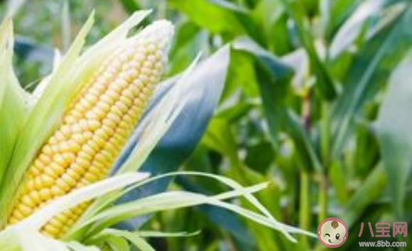 2020春季備孕方法 春季備孕吃什么好 2020春季備孕方法 春季備孕吃什么好