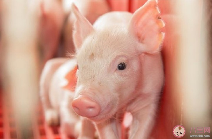 2020疫情期間豬肉多少錢一斤 疫情期間豬肉漲價是合法的嗎