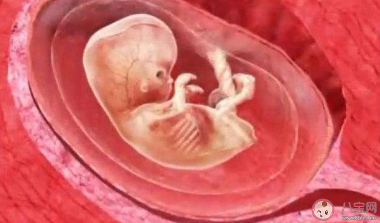 孩子在媽媽肚子里有哪些特征是定型了 在媽媽肚子里定型的幾大特征 孩子在媽媽肚子里有哪些特征是定型了 在媽媽肚子里定型的幾大特征