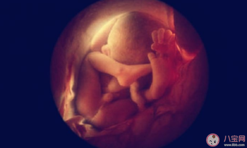 孩子在媽媽肚子里有哪些特征是定型了 在媽媽肚子里定型的幾大特征 孩子在媽媽肚子里有哪些特征是定型了 在媽媽肚子里定型的幾大特征