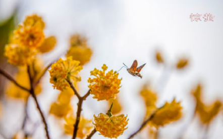 驚蟄節氣手抄報圖片大全 簡單漂亮的驚蟄手抄報模板 驚蟄節氣手抄報圖片大全 簡單漂亮的驚蟄手抄報模板