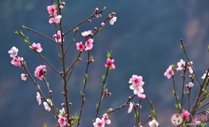 2020春分節氣微信文案說說 春分節氣發朋友圈句子