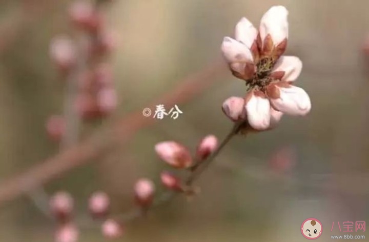 2020今日春分心情文案說說 今日春分發朋友圈唯美句子