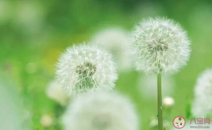 2020今日春分心情文案說說 今日春分發朋友圈唯美句子 2020今日春分心情文案說說 今日春分發朋友圈唯美句子