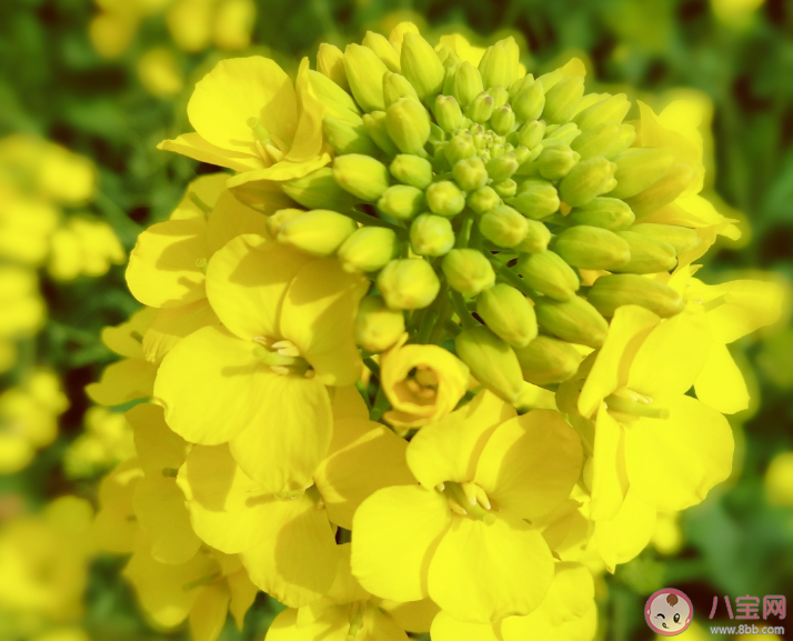 關于油菜花開了的說說心情 油菜花開了句子說說 關于油菜花開了的說說心情 油菜花開了句子說說