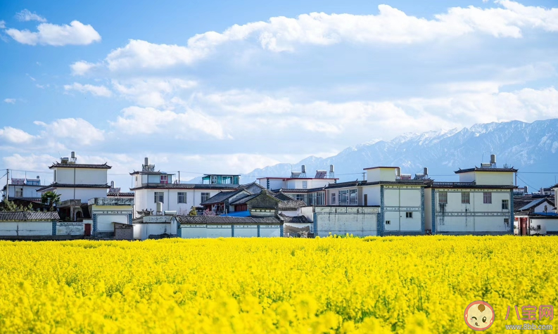 關于油菜花開了的說說心情 油菜花開了句子說說 關于油菜花開了的說說心情 油菜花開了句子說說