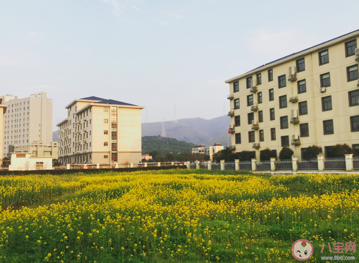 關于油菜花開了的說說心情 油菜花開了句子說說 關于油菜花開了的說說心情 油菜花開了句子說說